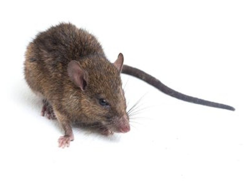 Achieving Rat-Free Living: Pest Control Success