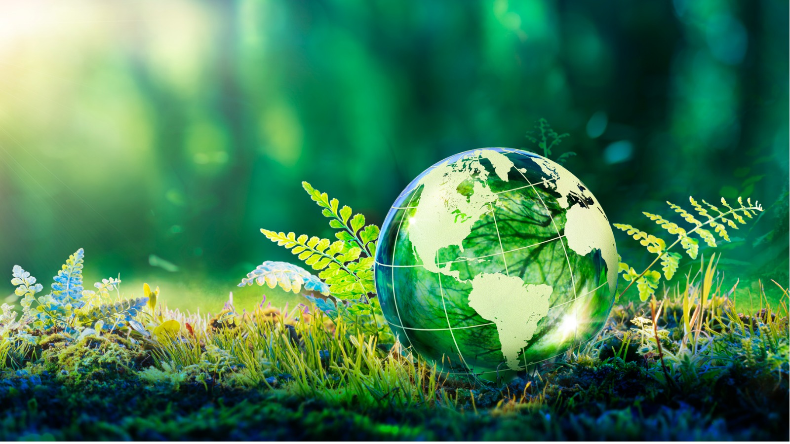 Live Sustainable Magazine Your Guide to a Greener Future